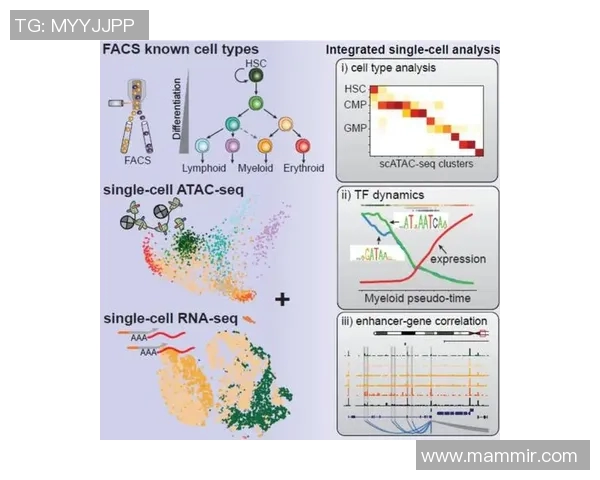 武汉篮球队技术分析与战术创新的深度探讨与展望